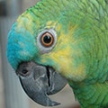 Parrot avatars