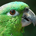 Parrot avatars