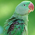 Parrot avatars