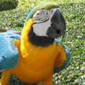 Parrot avatars