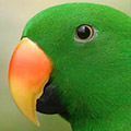 Parrot avatars