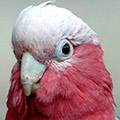 Parrot avatars