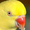 Parrot