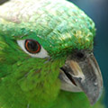 Parrot avatars