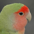 Parrot avatars