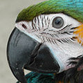 Parrot avatars