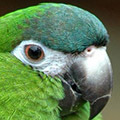 Parrot avatars