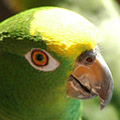 Parrot avatars