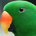 Parrot avatars