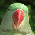 Parrot avatars