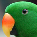 Parrot avatars