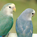 Parrot avatars