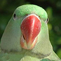 Parrot avatars