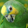 Parrot avatars