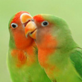 Parrot avatars