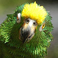 Parrot avatars