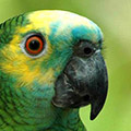 Parrot avatars