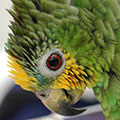 Parrot avatars