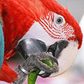 Parrot avatars