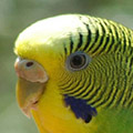 Parrot