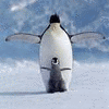 Penguin avatars