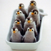 Penguin avatars