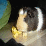 Pigs avatars