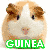 Pigs avatars