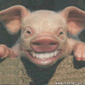 Pigs avatars