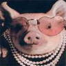 Pigs avatars