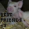 Pigs avatars