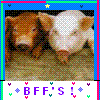 Pigs avatars