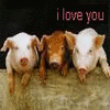 Pigs avatars