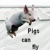 Pigs avatars