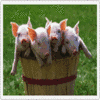 Pigs avatars