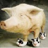 Pigs avatars