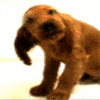 Puppy avatars