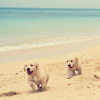 Puppy avatars
