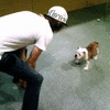 Puppy avatars