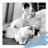 Puppy avatars