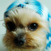 Puppy avatars