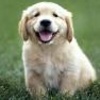 Puppy avatars