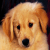 Puppy avatars