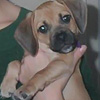 Puppy avatars