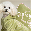 Puppy avatars
