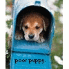 Puppy avatars
