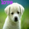 Puppy avatars
