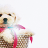Puppy avatars