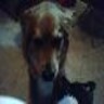 Puppy avatars