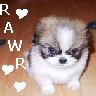Puppy avatars
